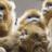 Primates leapt to social living