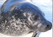 _44876905_seal 2