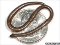 Snake