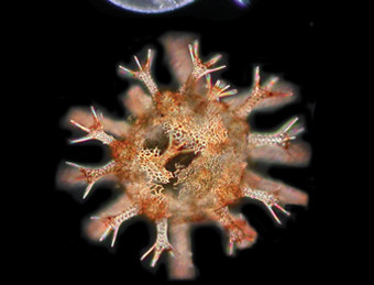 sn-urchins