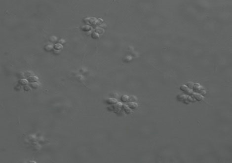multicellularity